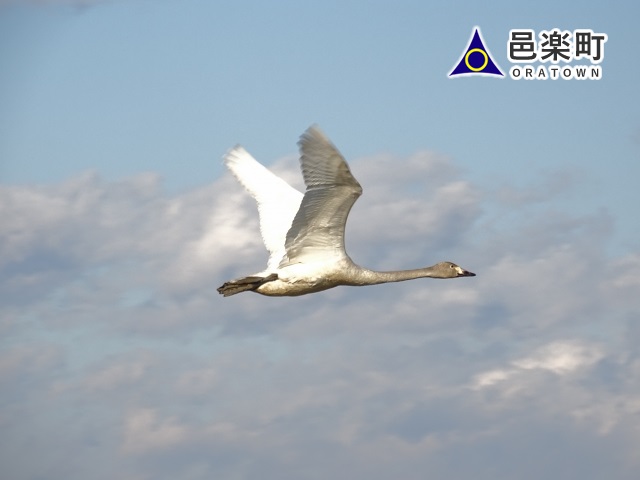 邑楽郡(板倉町、明和町、千代田町、大泉町、邑楽町)