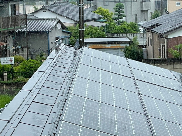 鳥害無料調査